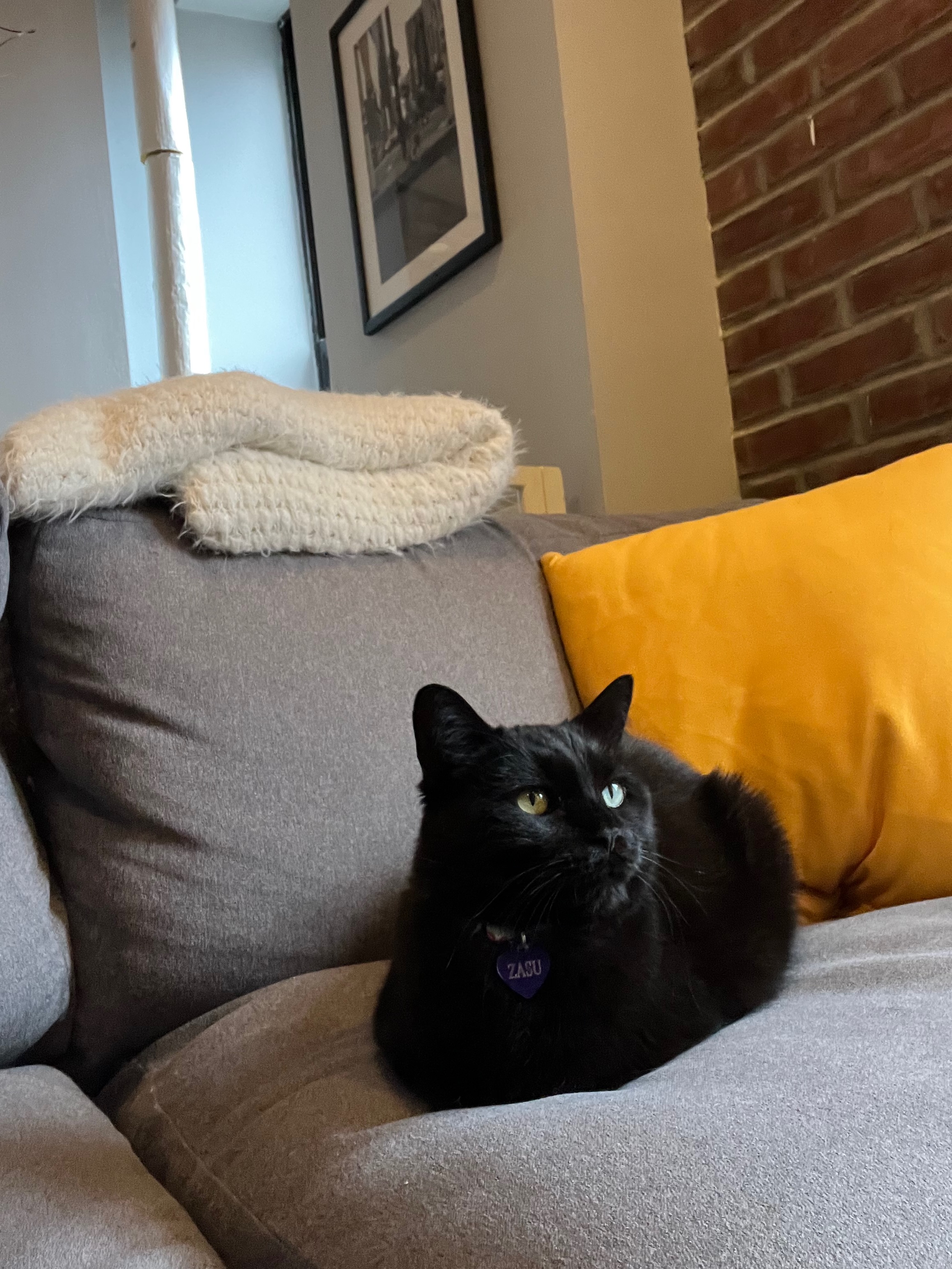 A picture of the prettiest cat Zasu
